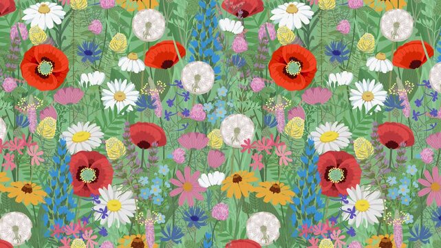 Animation of wild meadow flower pattern with poppies daisies dandelions and herbs. Slow motion looped animation background
