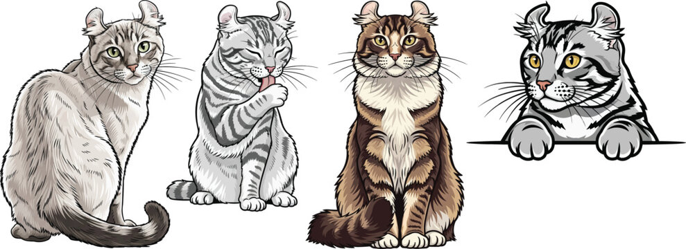 American curl cat sitting looking back licking paw peeking pose