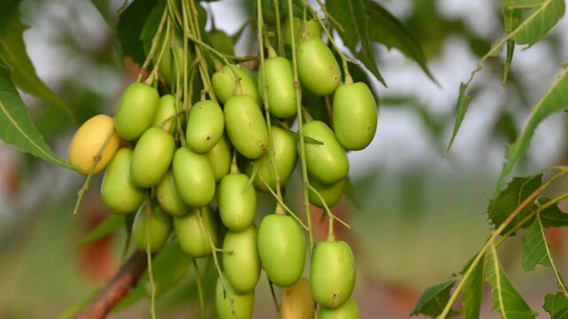 Close-up view of fresh green neem fruits hanging naturally on a neem tree branch with lush leaves in daylight. Neem (Azadirachta indica)