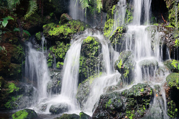 Fototapeta premium Peaceful waterfall cascading down mossy rock in lush green forest creating tranquil serene natural scenery flowing stream water splashing gently over stone landscape