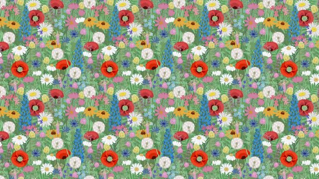 Animation of wild meadow flower pattern with poppies daisies dandelions and herbs. Slow motion looped animation background