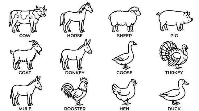 Animals outline set includes cow, horse, sheep, pig, goat, donkey, goose, turkey, mule, rooster, hen, duck icons
