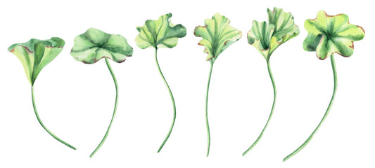 Watercolor illustrations of seaweeds with whimsical, wavy leaves. Suitable for designs related to nature, ecology, and floral design, as well as for cards, textiles, and decorative elements. © Svetlana