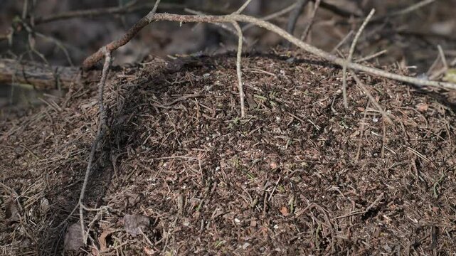 Mr&oacute;wka rudnica, łac. Formica rufa, mr&oacute;wki w lesie,  na kopcu z igliwia i gałązek