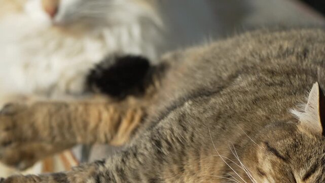 Cat sleeping sunlight close up of a tabby and fluffy ginger cat resting peacefully together in the warm afternoon sun