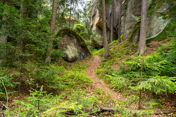 Fototapeta premium Mossy Trail Through Adrspach Rocks, Winding Between Towering Sandstone Cliffs And Ancient Boulders, Dense Conifer Canopy Filtering Soft Light, Damp Forest Floor Carpeted With Ferns And Moss,