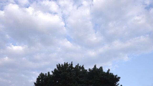 Observing fluffy clouds moving above dark green tree foliage