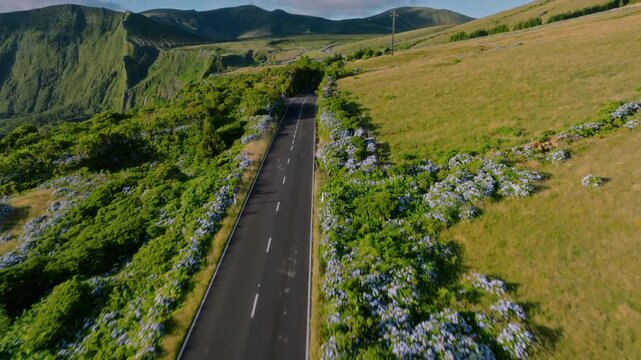 Aerial drone high-angle view of a straight asphalt road cutting through lush green pastures and fields, bordered by thick blue hydrangea hedges, with dramatic volcanic cliffs in the background on