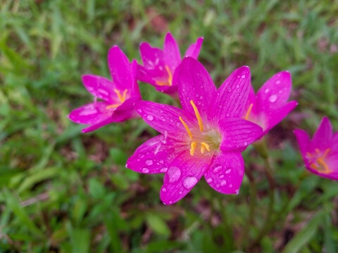 Pink rain lily flowers with water drops on grass background