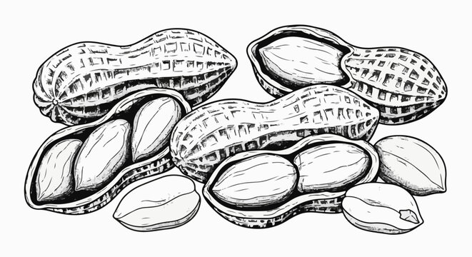 Black and white illustration of several peanuts, some in shells and some shelled