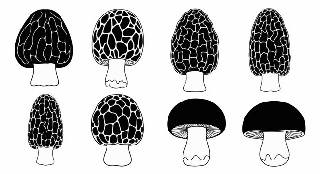 An artistic depiction of various black and white mushroom illustrations, featuring morels and other fungi