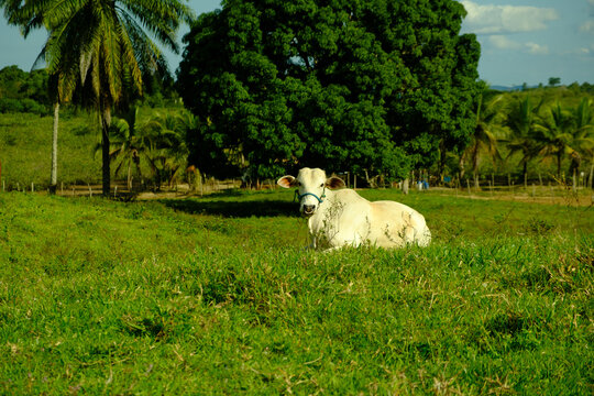 White Calf Resting in Green Pasture on a Tropical Farm