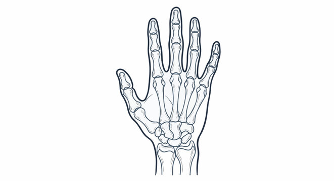 Anatomical illustration of a human hand skeleton, showcasing intricate bone structure