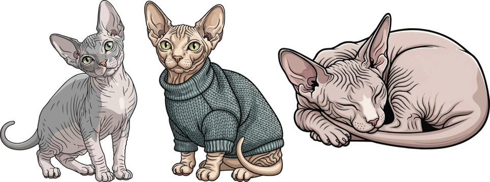 Bambino cat sitting curious wearing sweater curled up sleeping pose