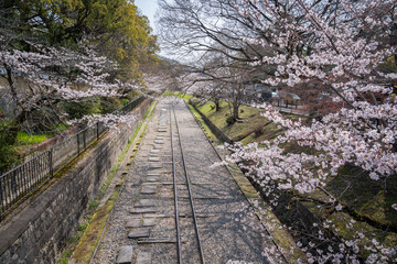 Fototapeta premium beautiful Japan cherry blossom in spring time at famous place is amazing picture