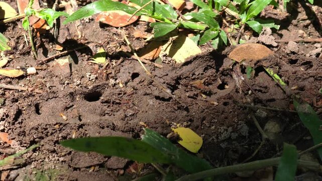 A swarm of termites crawling over dirt and debris