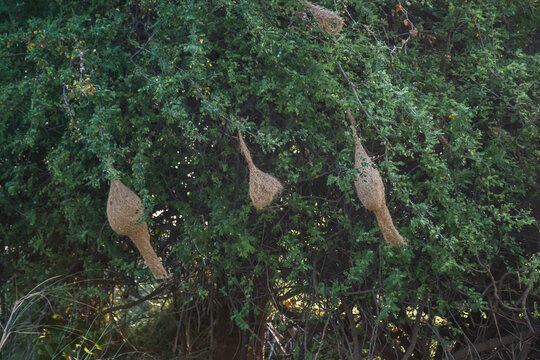 Hanging nests of the Baya Weaver (Ploceus philippinus) suspended from a tree, showcasing the remarkable nest-weaving skills of one of India's most fascinating birds