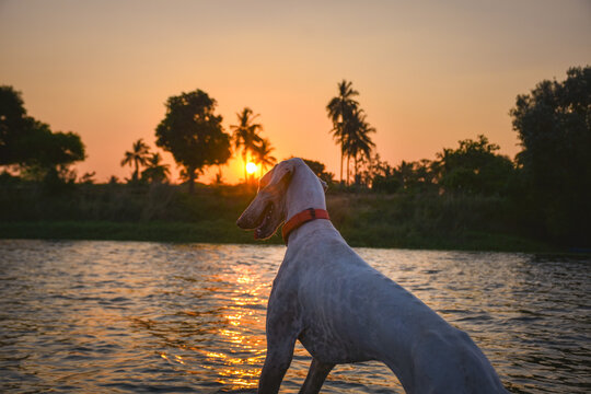 Mudhol Hound enjoying a golden sunset by the lakeside in Karnataka, showcasing one of India's oldest native sighthound breeds known for its speed, agility and loyalty