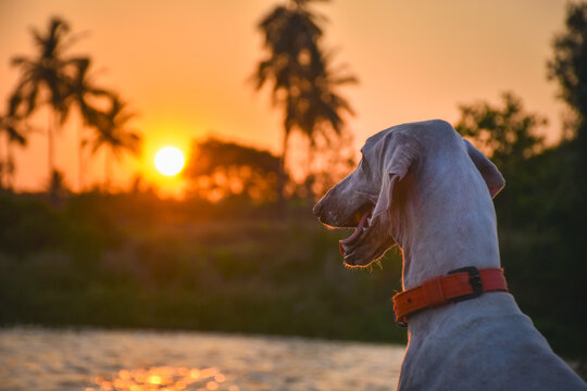 Mudhol Hound enjoying a golden sunset by the lakeside in Karnataka, showcasing one of India's oldest native sighthound breeds known for its speed, agility and loyalty