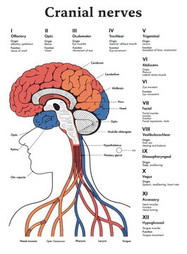 Illustrated guide to the human cranial nerves and their functions