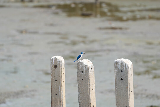 Small blue bird perched on concrete post near water