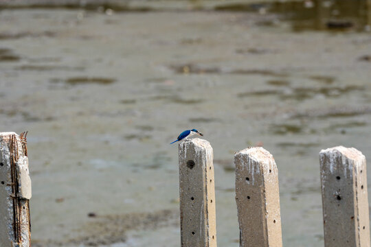 Kingfisher bird perched on concrete post with fish