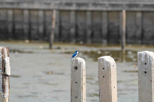 Small blue bird perched on concrete post with fish