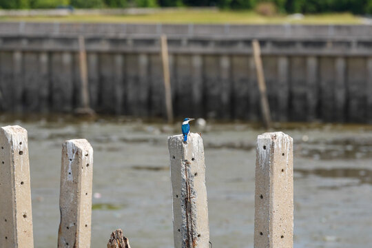 Blue kingfisher perched on concrete post near water
