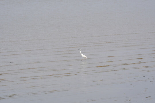 White egret walking in shallow water