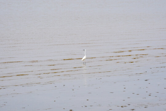 White egret standing in shallow water at beach