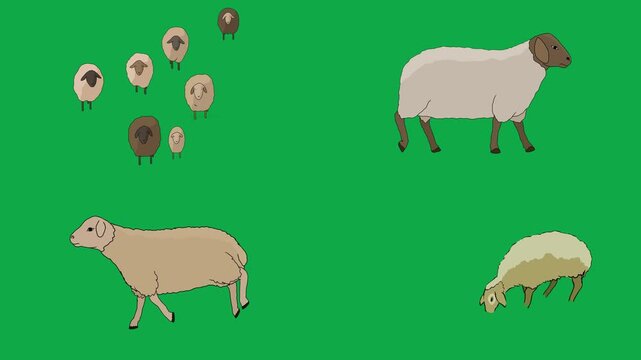 Sheep, Flock, Lamb, Ram 2d animated cartoon character on green screen chroma key background. High quality livestock nature farm isolated illustration loop cycle vector animation compositing