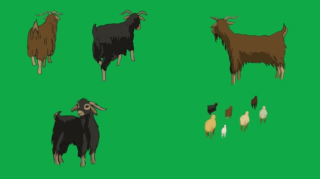 Goat, Chick, Flock, Bird 2d animated cartoon character on green screen chroma key background. High quality animals walking wild isolated illustration loop cycle vector animation compositing
