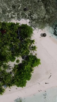 Top view of small tropical island covered with coconut trees and surrounded by white sand and sea. Siargao, Philippines.