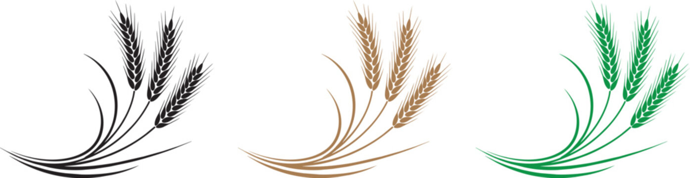 Wheat ear vector illustration set, golden barley cereal spikelets with elegant curved stalks isolated on white background