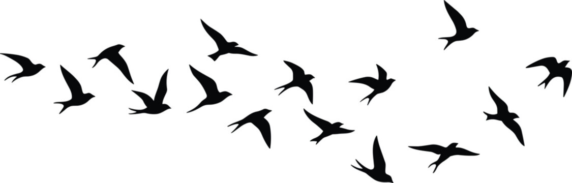 Flying swallow bird silhouette flock isolated on light background for nature and decorative vector illustration design