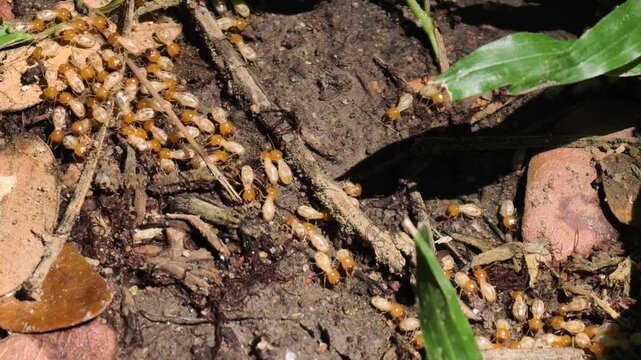 A swarm of termites crawling over dirt and debris