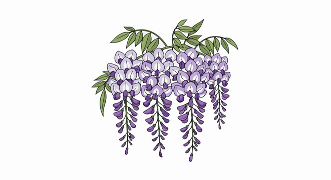 Cascading purple wisteria blossoms with green leaves