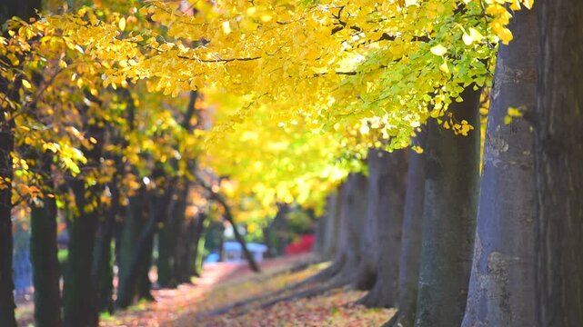 秋の銀杏並木