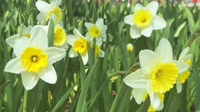 Beautiful Daffodils Swaying in Wind Footage in Spring Garden, for Seasonal Content, Easter Themes, Nature Relaxation Videos, Spring Renewal, Outdoor Wellness, and Floral Background Visuals