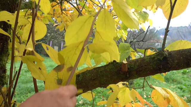 Gardener pruning fruit tree branch with shears in an orchard during autumn