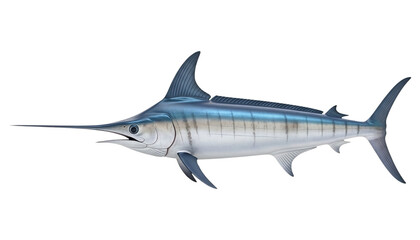 Obraz premium A blue marlin fish isolated on a transparent background with a long bill and fins