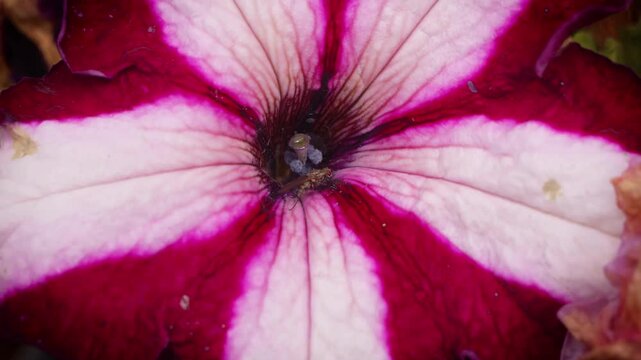 Ugly fly resting on pink flower petal macro close up stock footage