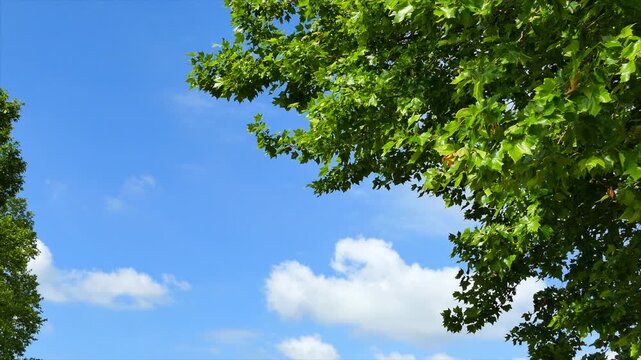 青空と新緑のマロニエの木々