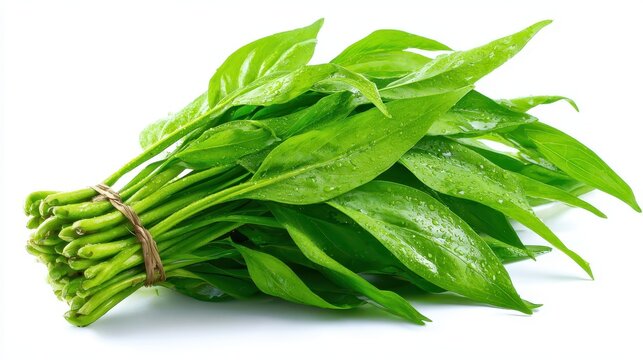 Fresh bunch of wet green spinach tied with twine on a white background. Use this for healthy eating or as food and vegetable related concepts.