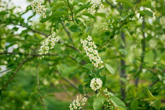Spring awakening concept featuring vibrant white flowering hackberry twigs on a blurred organic background