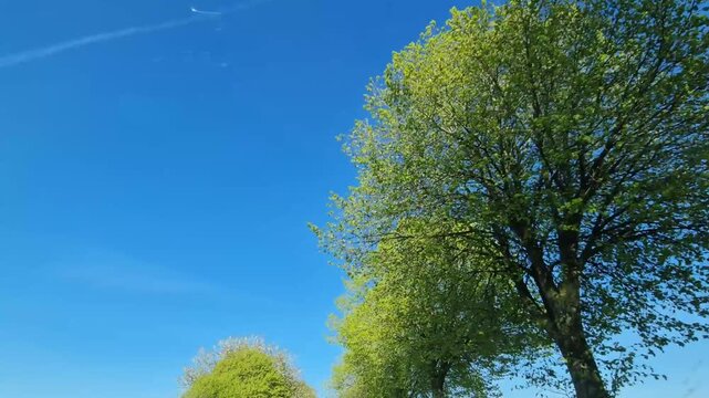 Driving under passing spring trees and blue sky