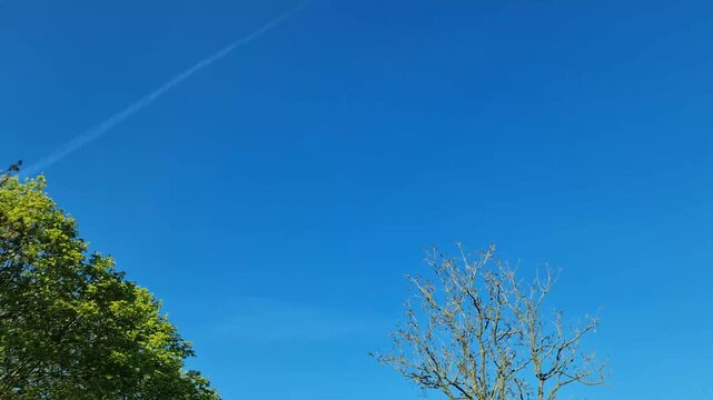 Car driving pov with green trees passing by under a clear blue sky