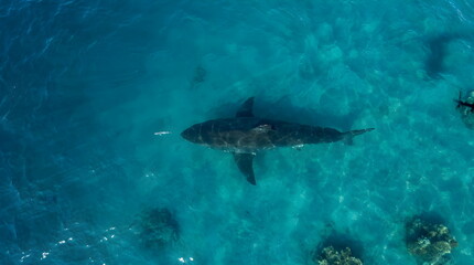 Fototapeta premium Aerial drone view of a large white shark swimming in clear turquoise ocean water