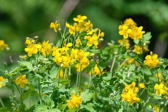 The Greater Celandine is a perennial herbaceous flowering plant (Chelidonium majus)