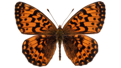 Orange and black patterned butterfly with spread wings © Elvin